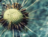 Close-up,Dandelion,Head,In,Garden.